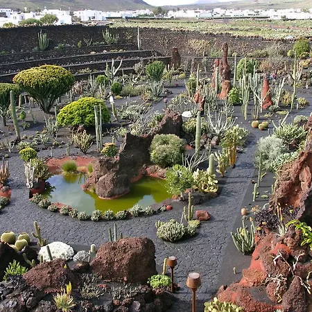 El Erizo Teguise (Lanzarote)
